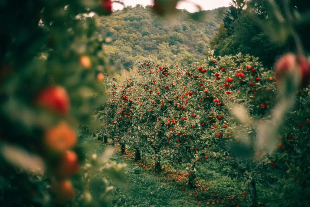 maison-noa-cidre-sans-alcool-desalcoolise-france