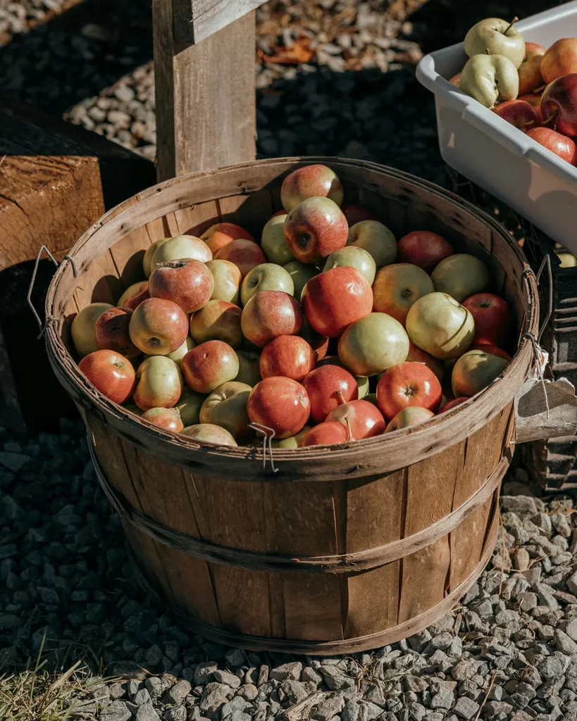 pomme-marie-menard-cidre-desalcoolise-maison-noa